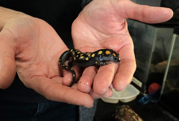 Clay Hill staff have initiated work to determine the plant and animal species that occupy the property, which include various birds, salamanders, frogs, lizards, snakes and mammals.